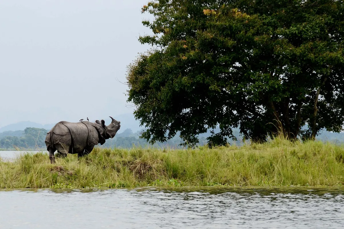 Rhino grazing in Kaziranga National Park